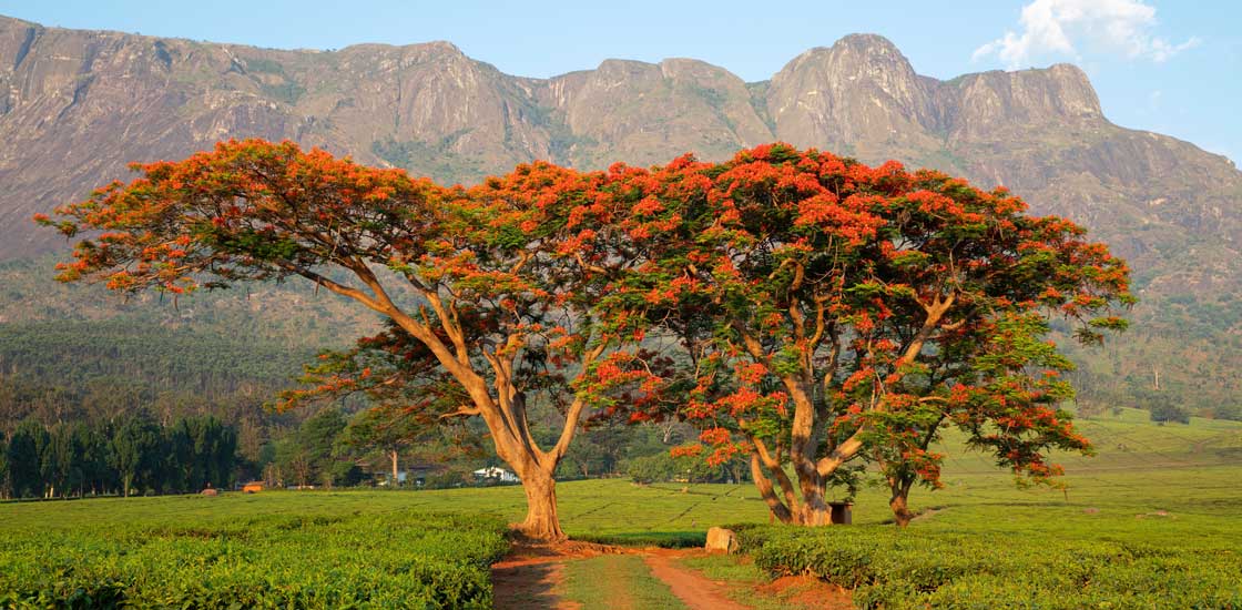 Science, policy and community: The next priorities for a sustainable HIV response in Malawi